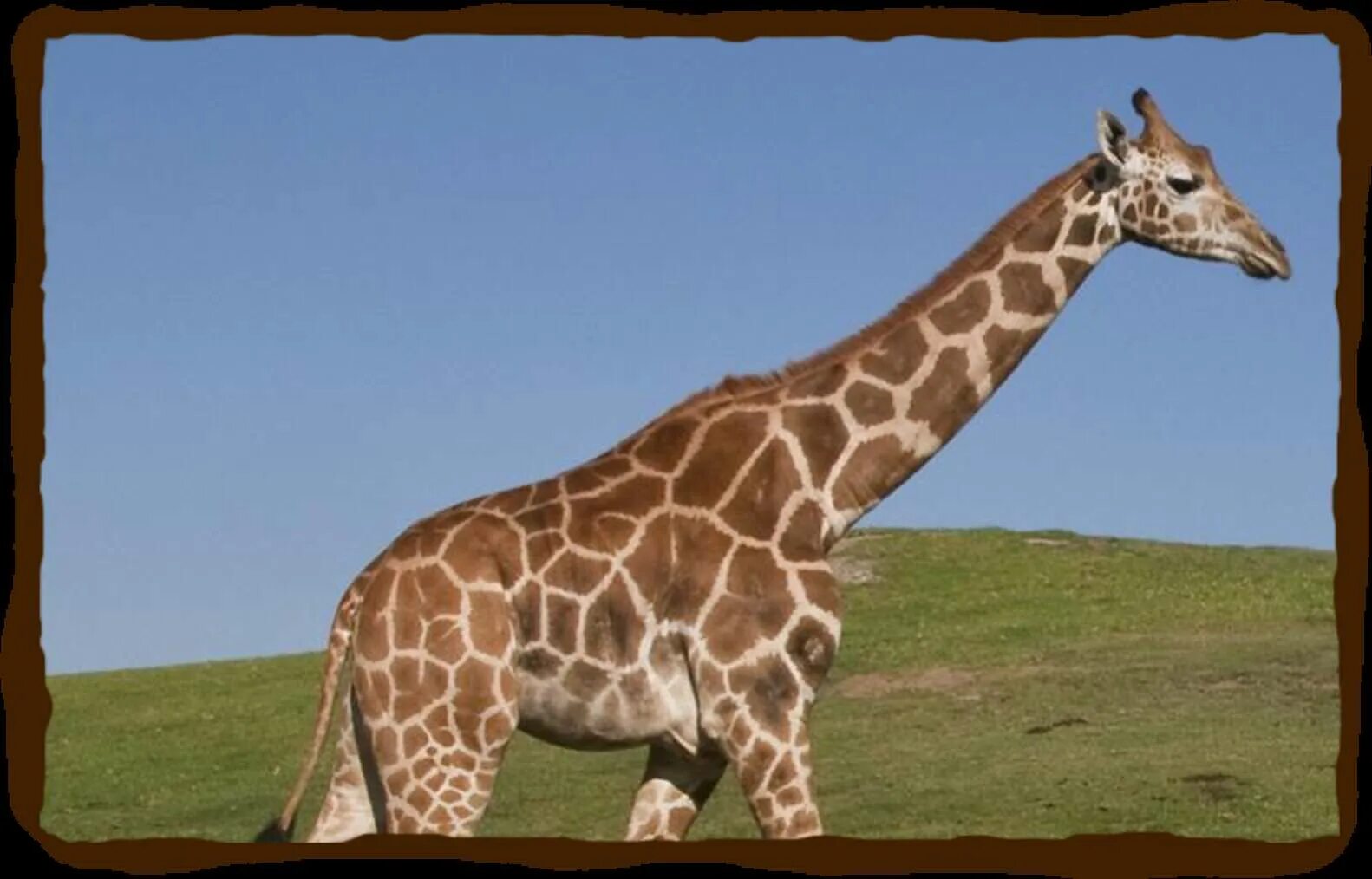 Giraffatitan brancai. Короткошеий Жираф. Древний Жираф. Самый большой Жираф.