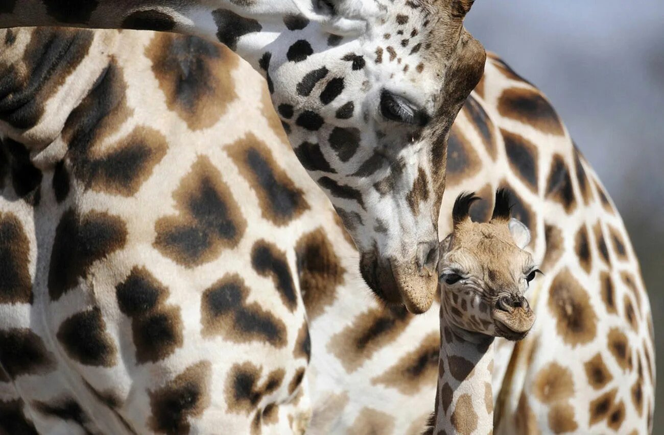 Сколько детенышей жирафа родилось за 2 года. Маленький Жираф. Жираф с детенышем. Детеныш жирафа. Маленькие Жирафы.