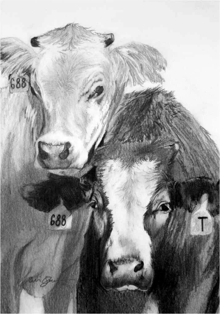 Корова урок 5 класс. Корова рисунок карандашом. Красивая корова рисунок. Композиции с коровой рисунок. Корова рисунок 5 класс.