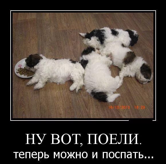 пообедали теперь можно и поспать. сейчас можно спать. ну все я спать. поспать поесть поспать. прспали теперь можно и поесть.