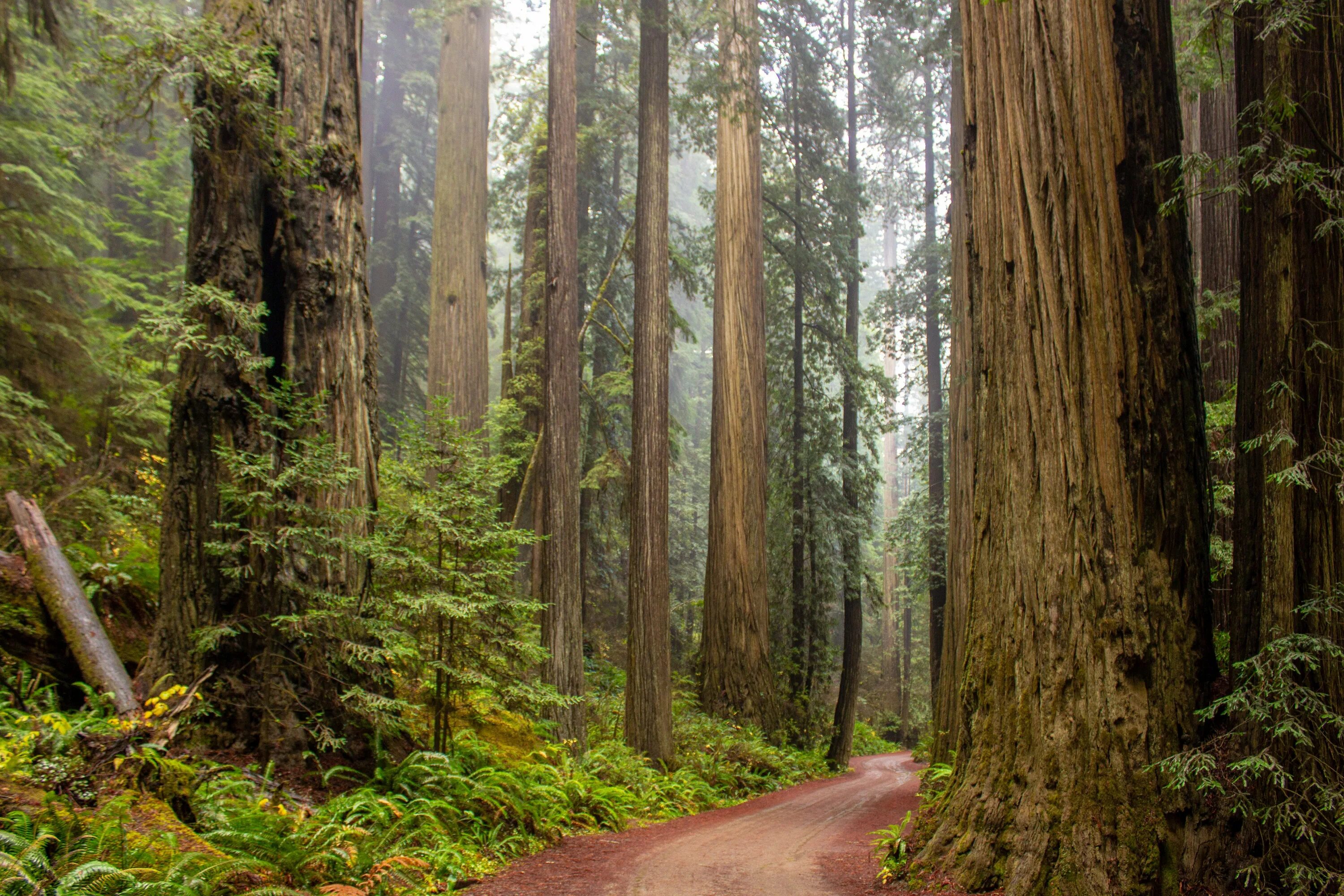 Громадный лес растянулся ответы. Секвойя Редвуд. Национальный парк Редвуд Секвойя. Национальный парк «Редвуд» в Калифорнии. Лес секвойи в Калифорнии.