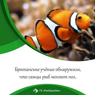 Какие рыбы меняют