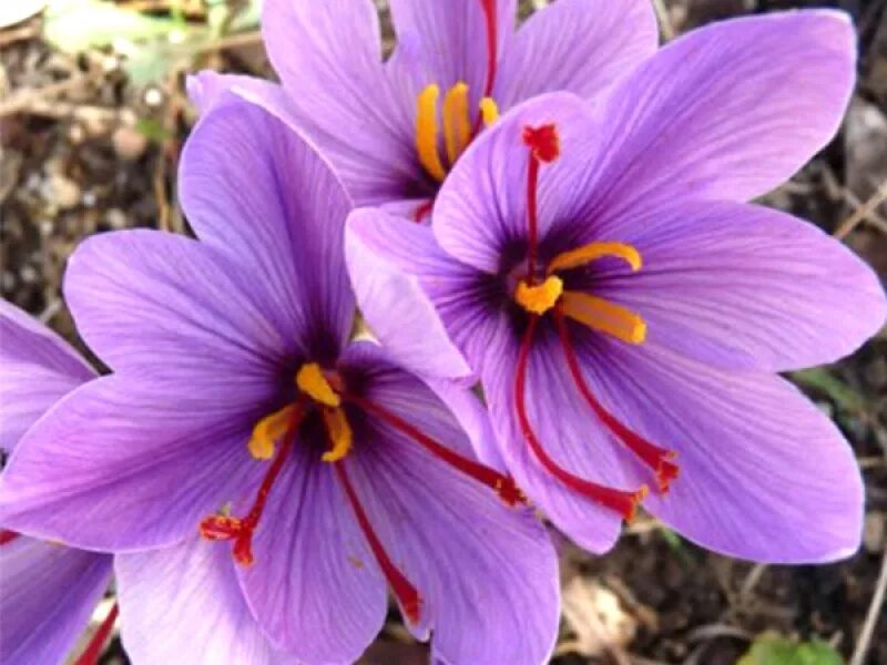 Шафран 5. Crocus sativus. Шафран. Шафран прекрасный. Шафран посевной фото.