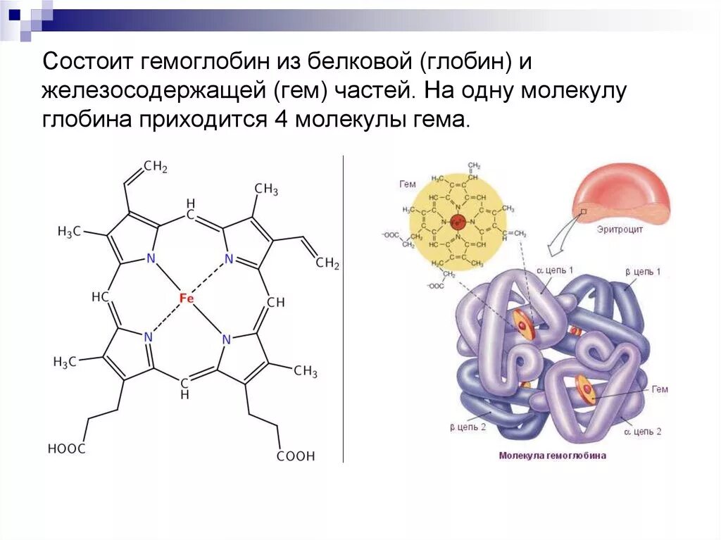 Ионы железа входят в состав гемоглобина крови. Строение гемоглобина схема. Гемоглобин строение и структура гема. Структура молекулы гемоглобина. Строение молекулы гемоглобина биохимия.