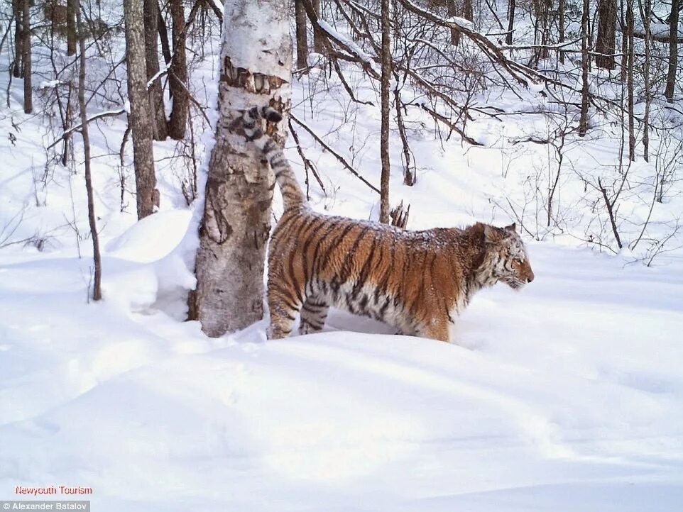 Уссурийский тигр дальнего востока. Амурский тигр бастак. Уссурийский тигр презентация. Амурский тигр и дальневосточный леопард. Уссурийский тигр охраняемая территория.