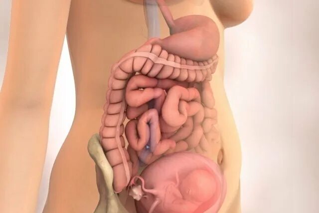 Матка в 15 недель. Органы беременной женщины. Расположение кишечника у беременной женщины. Кишки при беременности.