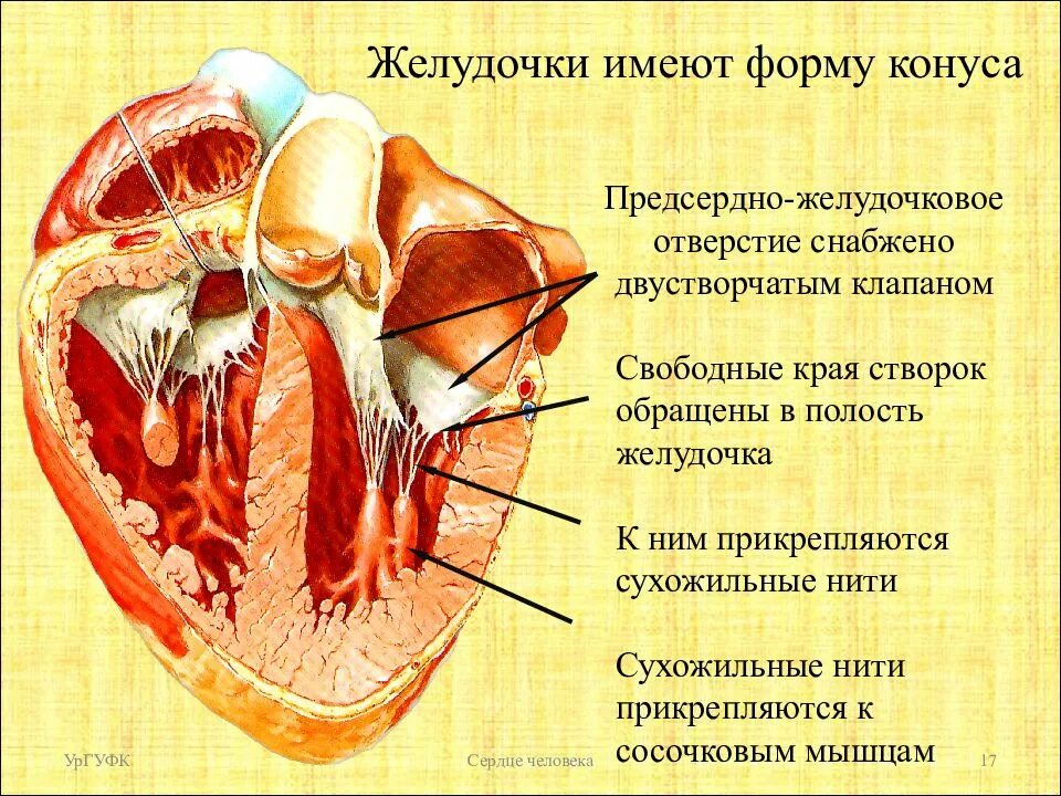 Предсердно желудочковое отверстие. Левое предсердно-желудочковое отверстие. Правое предсердно-желудочковое отверстие. Предсердно желудочковые отверстия сердца. Клапан правого предсердно желудочкового отверстия