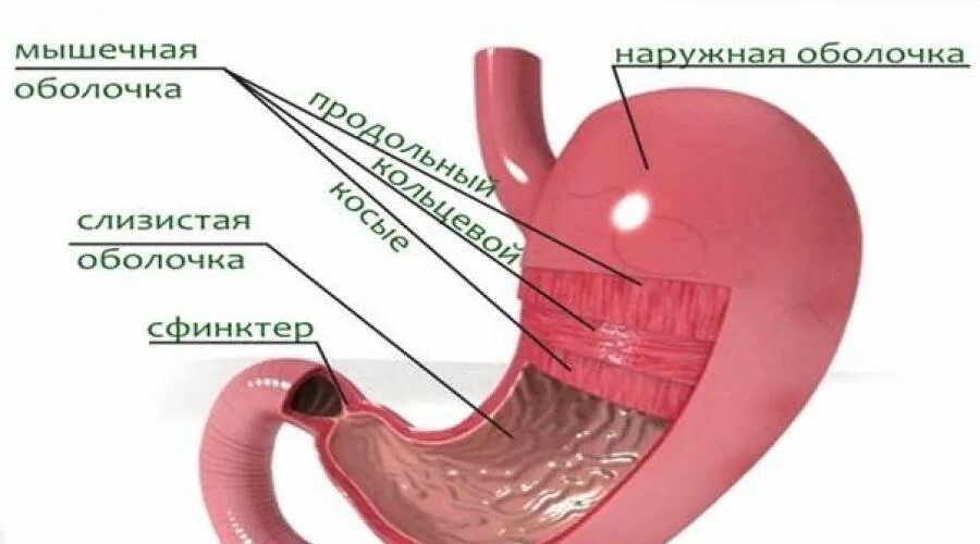 Слизистая желудка состоит. Мышечная оболочка желудка анатомия. Слои оболочки желудка анатомия. Строение мышечного слоя желудка. Строение желудка оболочки.