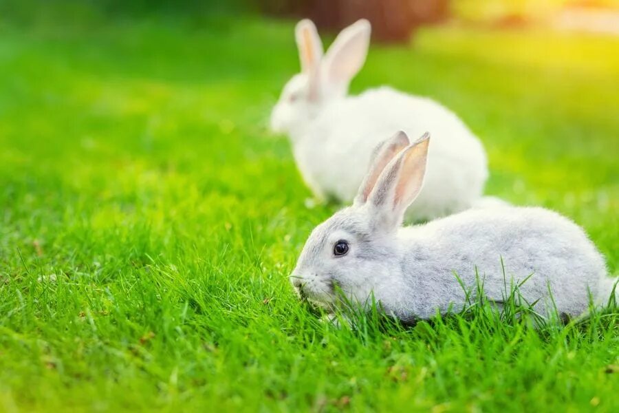 Rabbit r1 обзор