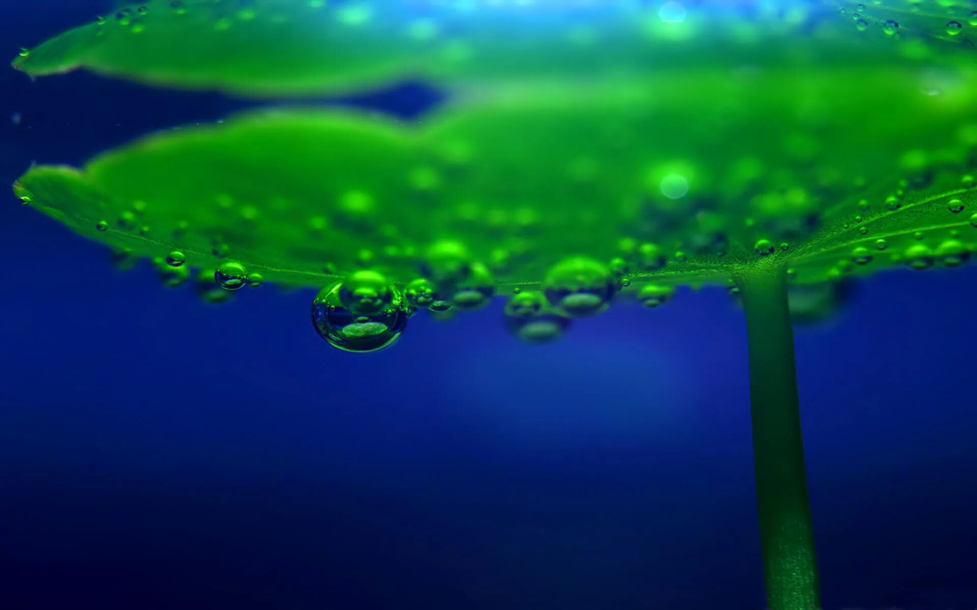 Водоросли поглощающие углекислый газ. Растения под водой. зеленая вода. макросъемка воды. водоросли и кислород.