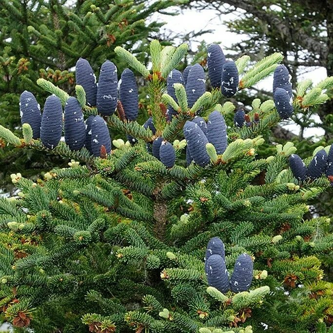 Розовая пихта. Ель abies koreana. пихта абиес кореана. пихта дарк хилл. пихта блю император.
