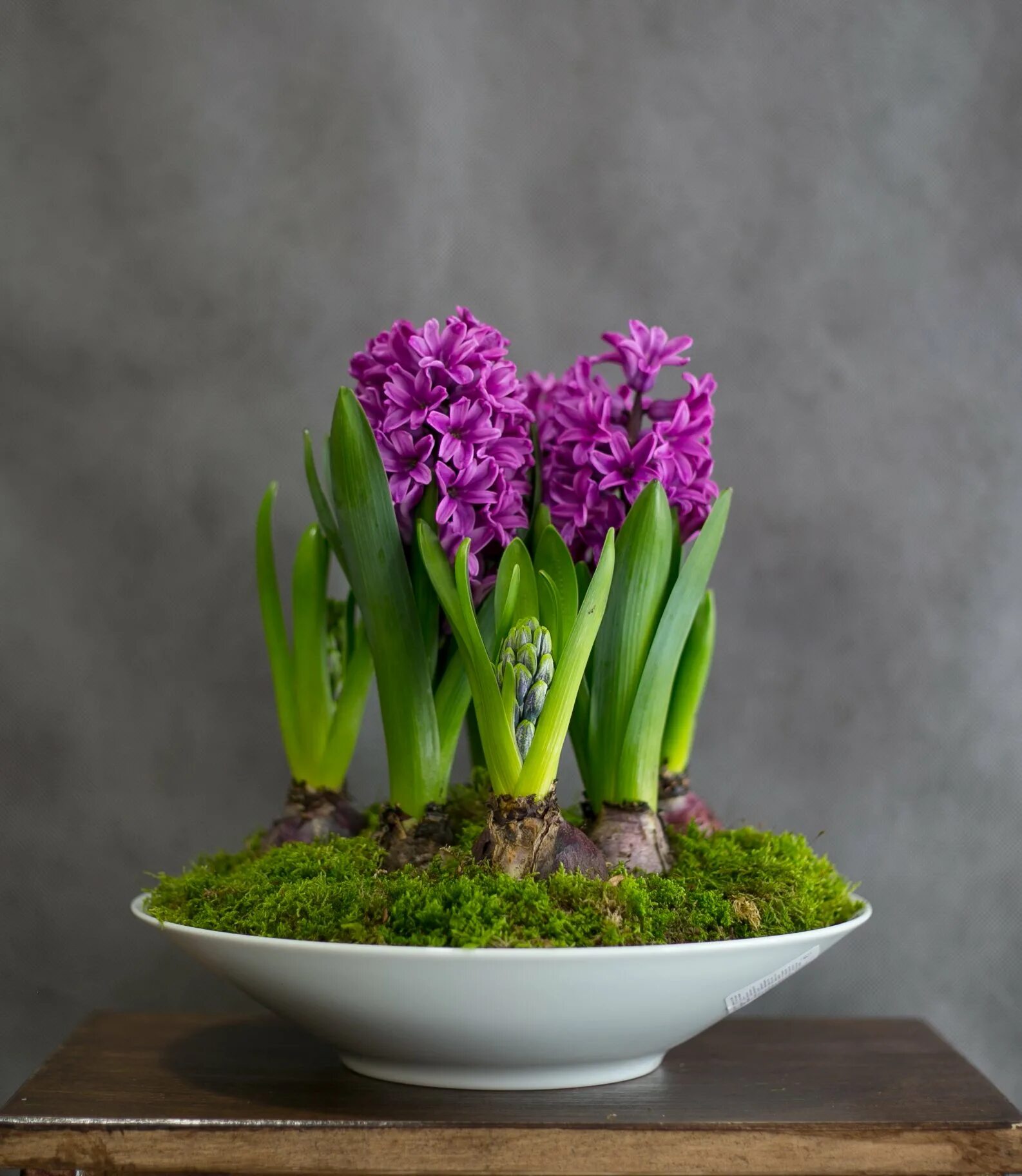 Forcing Hyacinths Домашние растения, Луковичные растения, Идеи посадки растений