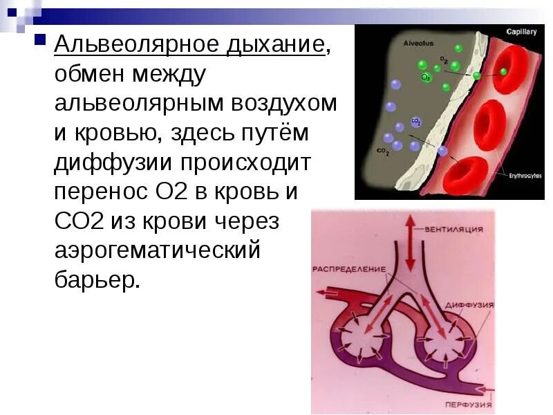 Обмен газов между альвеолярным воздухом. Альвеолярное дыхание. Дыхание в альвеолах. Барьер между кровью и альвеолярным воздухом. Газообмен между альвеолярным воздухом и кровью (диффузия).