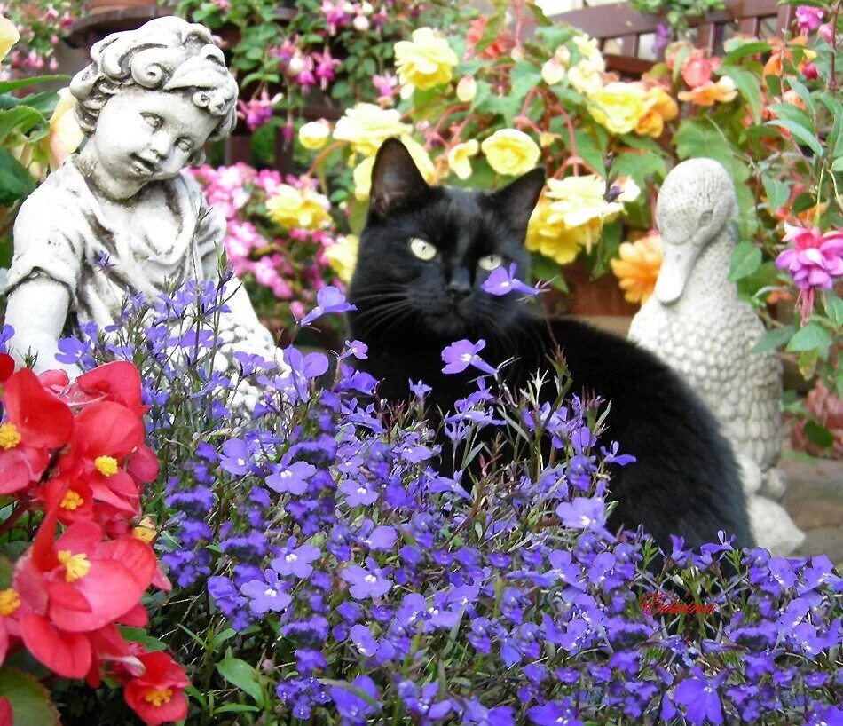 Коте в саде