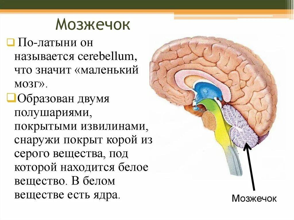 Мозжечок строение и функции. Моторные функции мозжечка. Строение мозга мозжечок. Мозжечок функции кратко. В задний мозг входит мозжечок