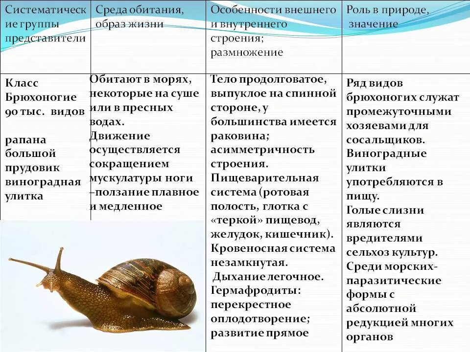 У представителей какого класса моллюсков раковина редуцирована. Характеристика брюхоногих моллюсков. Прудовик среда обитания. Общая характеристика брюхоногих моллюсков. Описание моллюска прудовик обыкновенный.