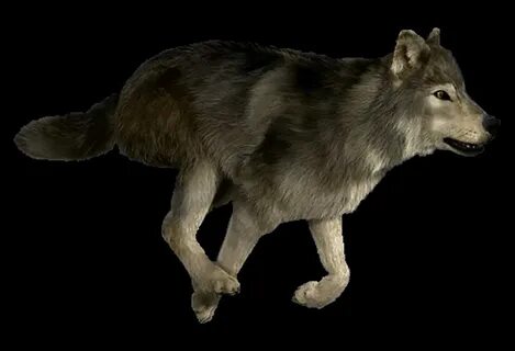 Wolf animated