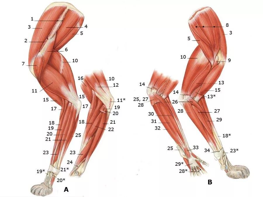 Мышцы задних конечностей. Мышцы грудной конечности крупного рогатого скота. Мышцы задних конечностей. Задняя группа мышц голени таблица. Мышцы тазовой конечности коровы.