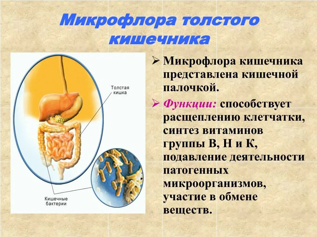 Роль бактерий толстого кишечника человека. Толстый кишечник микрофлора. Толстый кишечник Синтез витаминов. Микрофлора Толстого кишечника. Микроорганизмы в толстом кишечнике.