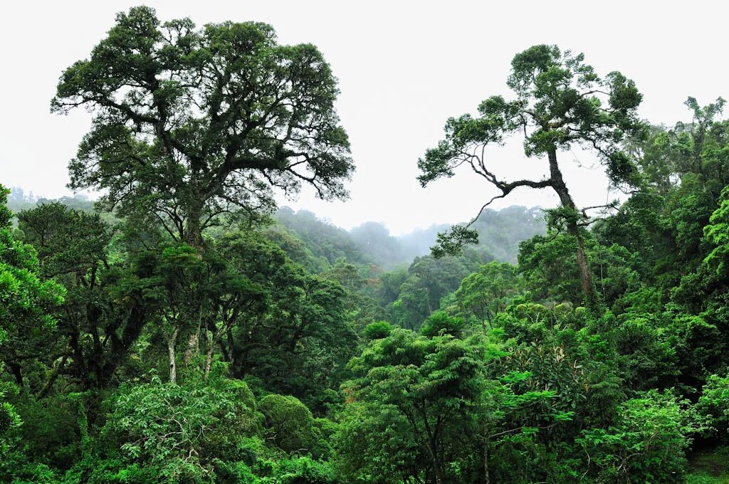 Тропические леса Ацинананы. Влажные тропические леса Ацинананы. Влажные тропические леса Ацинананы Мадагаскар. Вечнозеленый тропический дождевой лес.