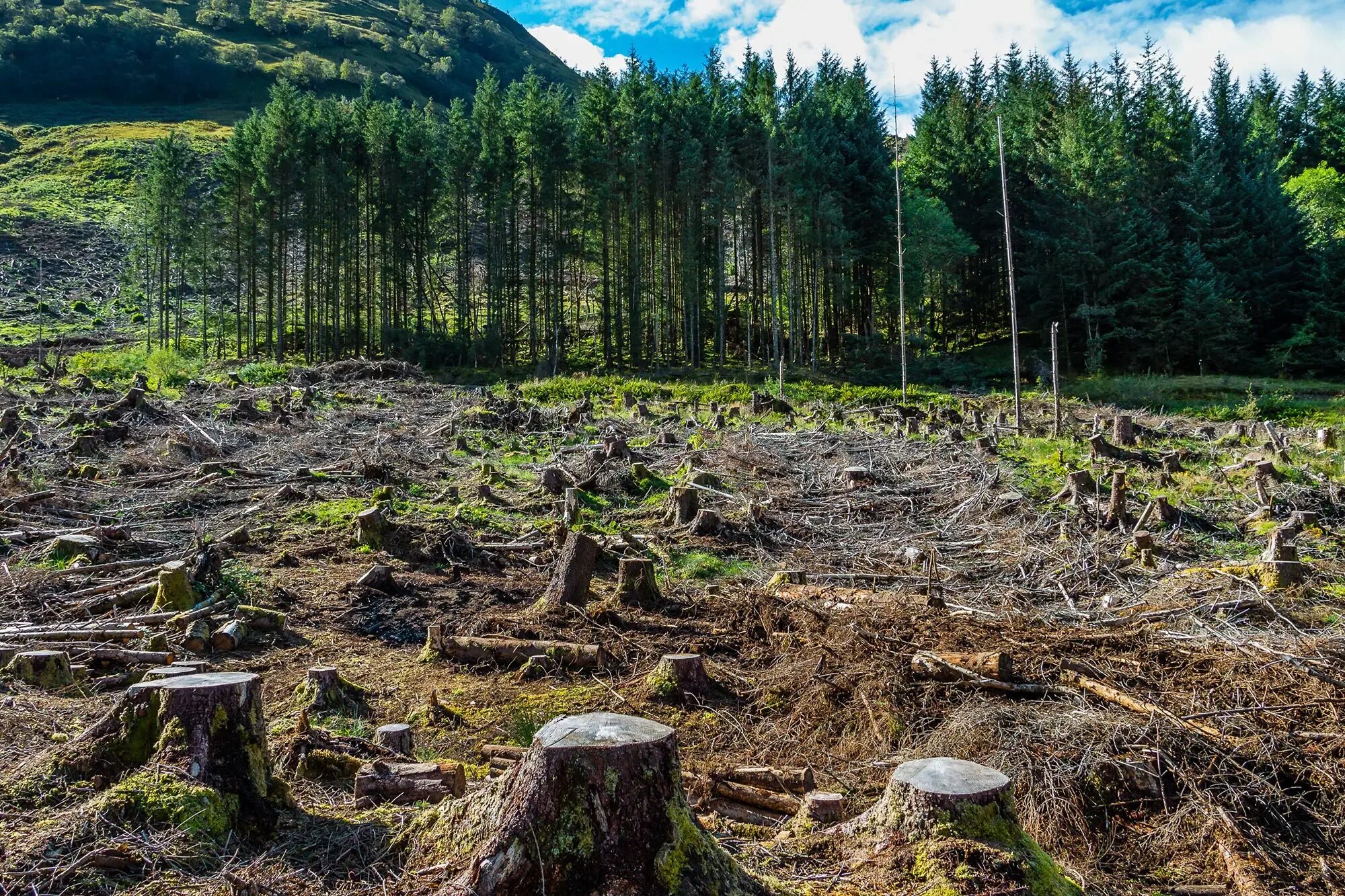 Clear cutting. Долина Мехико обезлесение. Обезлесение в России. Вырубка лесов. Уничтожение лесов.