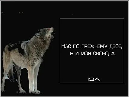 Думала волк