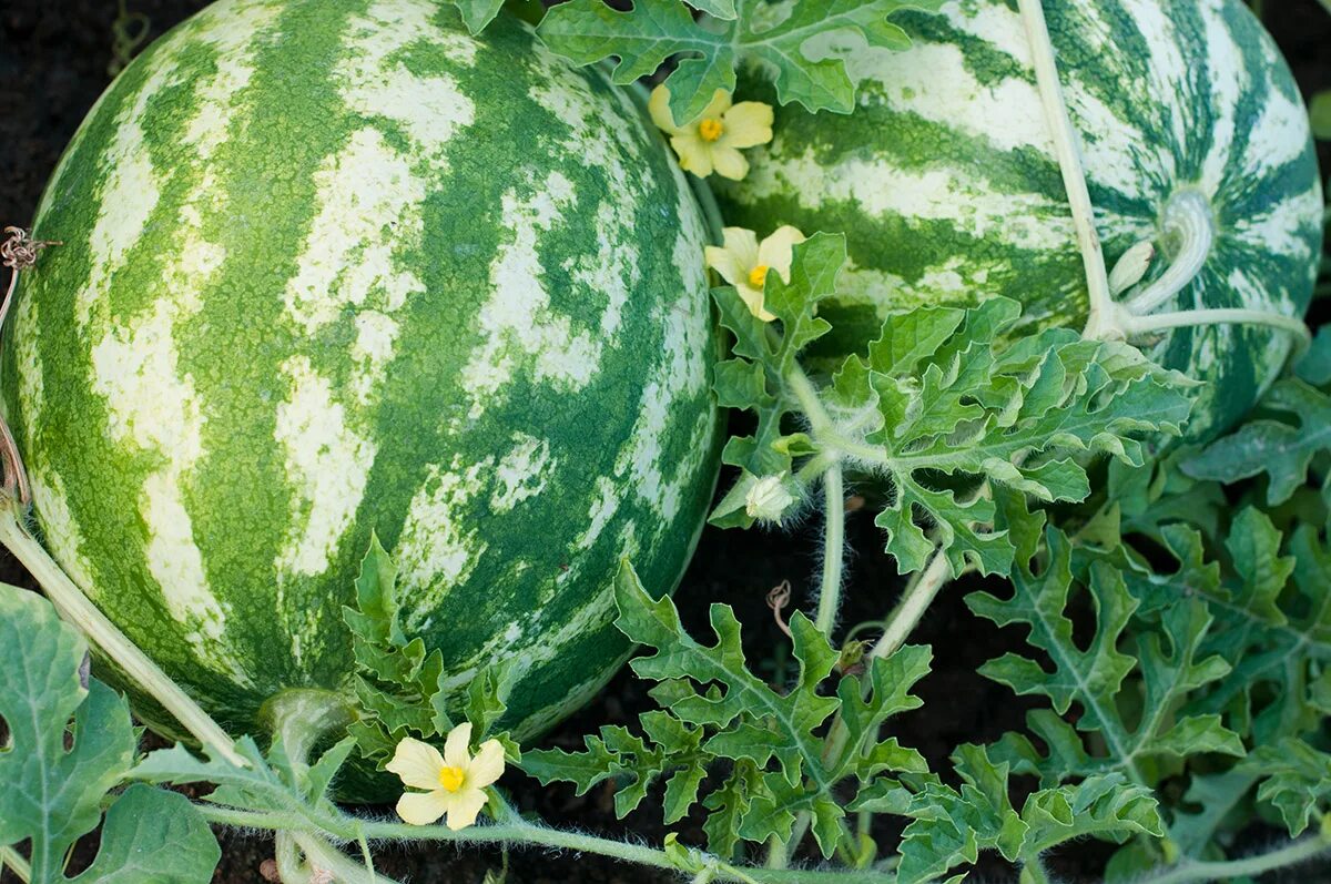 Арбуз для средней полосы в открытый грунт. Арбуз Фотон. Citrullus lanatus. Арбуз растет. Арбуз на даче.