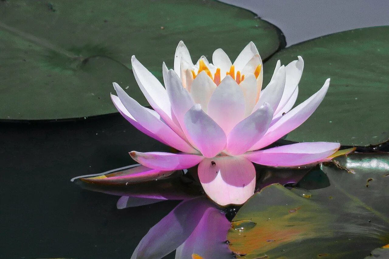 девятилистный лотос. лотос цветок. лилия лотус куин. китайский лотос цветок. опаловый лотос.