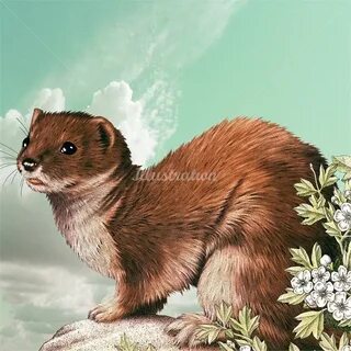 Иллюстрированные животные