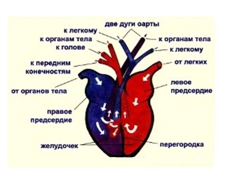 Сердце пресмыкающихся схема. Пресмыкающиеся строение сердца. Строение сердца пресмыкающихся схема. Строение сердца ящерицы прыткой. Кровообращение у черепах