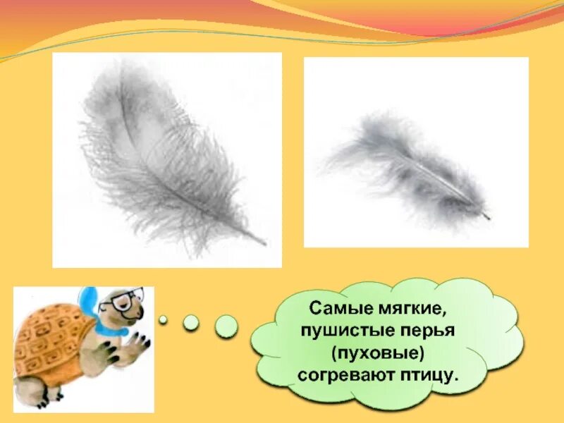 Перо лебедя. Перышко и камень. Перья птиц. Перья птиц. Загадка перышко.