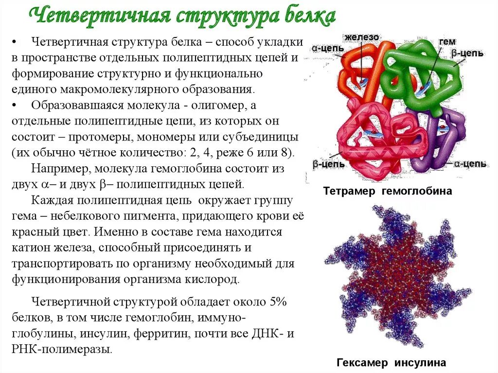 Четвертичная структура белка это структура. Связи в четвертичной структуре структуре белка. Функции четвертичной структуры белка. Четвертичная структура белка биохимия.