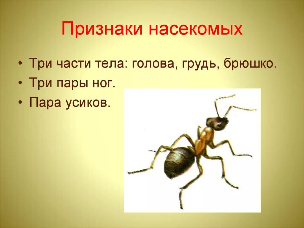 Три особенности насекомых. Существенные признаки насекомых. Характерные признаки насекомых. Части тела насекомых. Главные отличительные признаки насекомых.