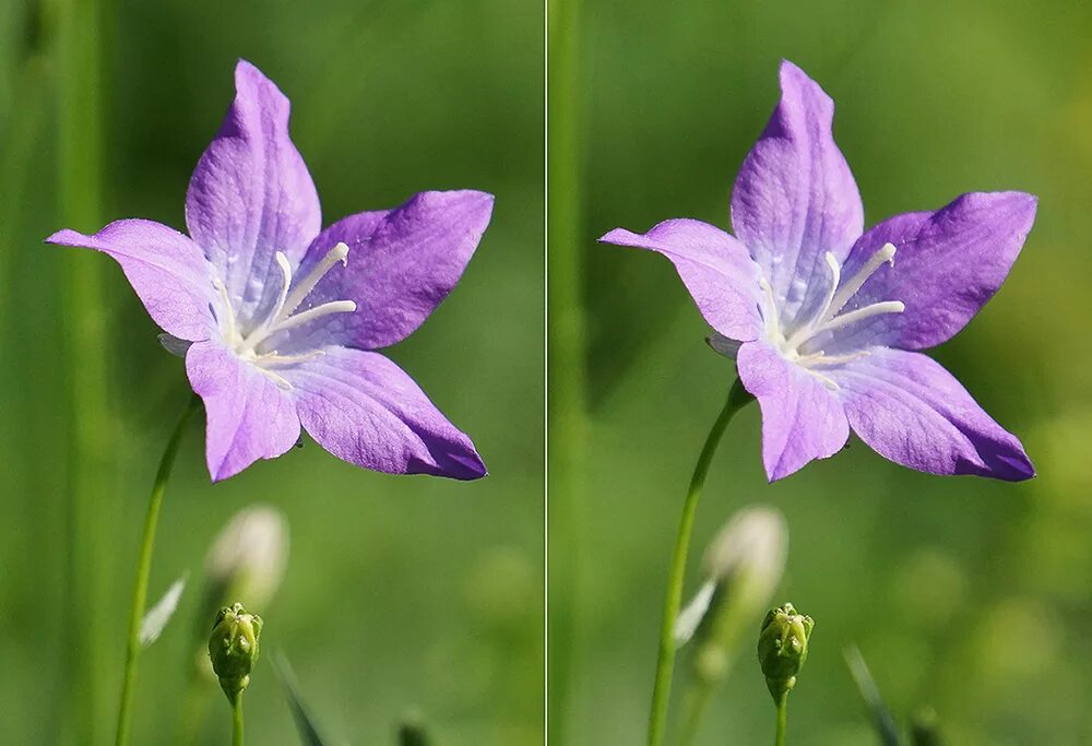 Колокольчик Алтайский красная. Campanula altaica. Колокольчик Алтайский растение. Колокольчик алтайский