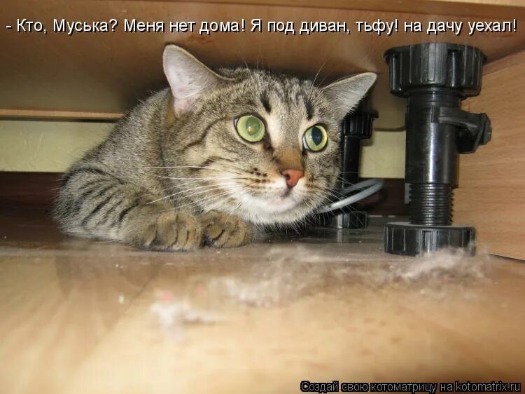 Домашнего нету