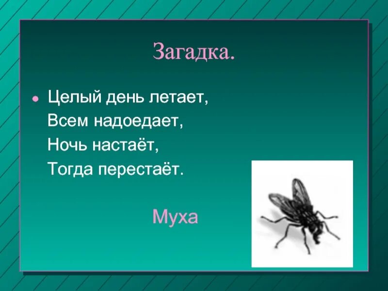 Муха минус. Загадка про муху. Загадка о мухе. Муха загадка для детей. Загадка про муху для детей.