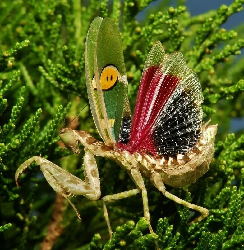 Богомол Creobroter meleagris. Индийский цветочный богомол (Creobroter gemmatus). Индийский цветочный богомол (Creobroter pictipennis). Жук богомол.