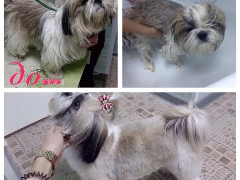 груминг в оренбурге. юлия водолазко грумер. грумминг студия на арбатской. груминг в оренбурге. груминг в оренбурге.