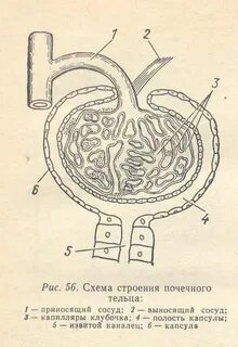 Почечная капсула рисунок