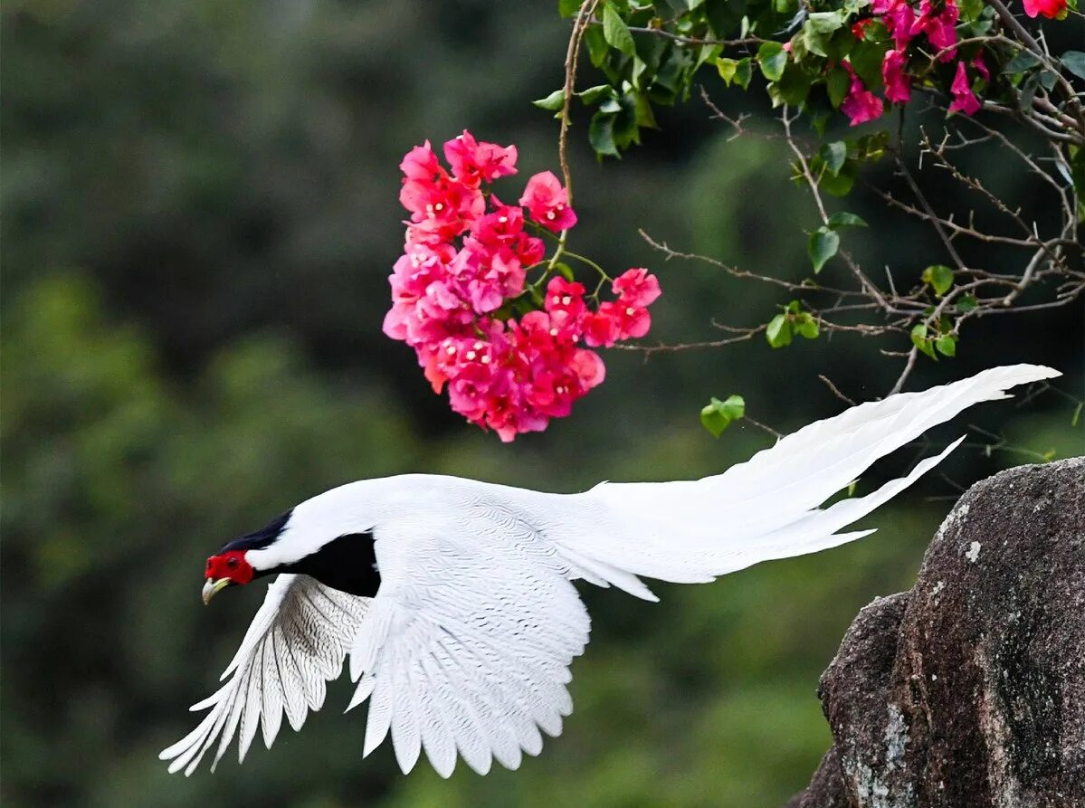 Птица по китайски слушать. Национальная птица Китая. Китайские птицы необычные. Птицы Китая фото. Китайская птичка маленькая.