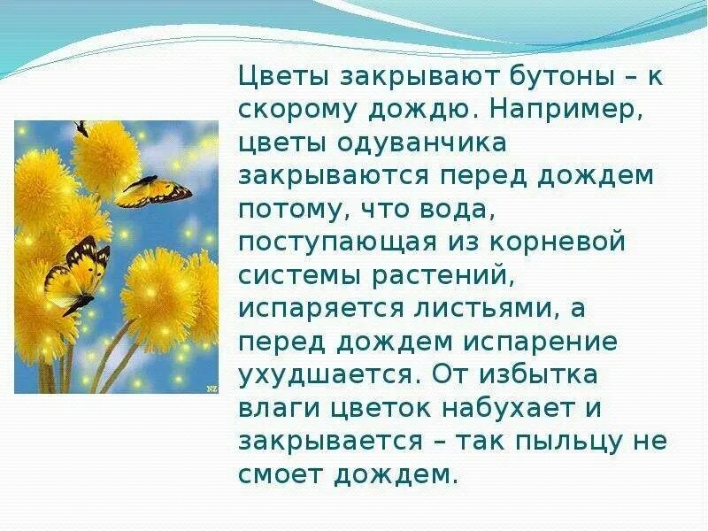 Приметы цветения. Приметы о цветах. Приметы про одуванчик. Одуванчик закрывается примета. Если днем соцветия одуванчиков закрылись примета.