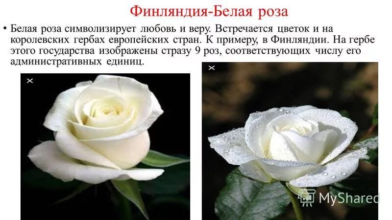 Значение 1 розы. Белые розы что символизируют. что означают белые розы.