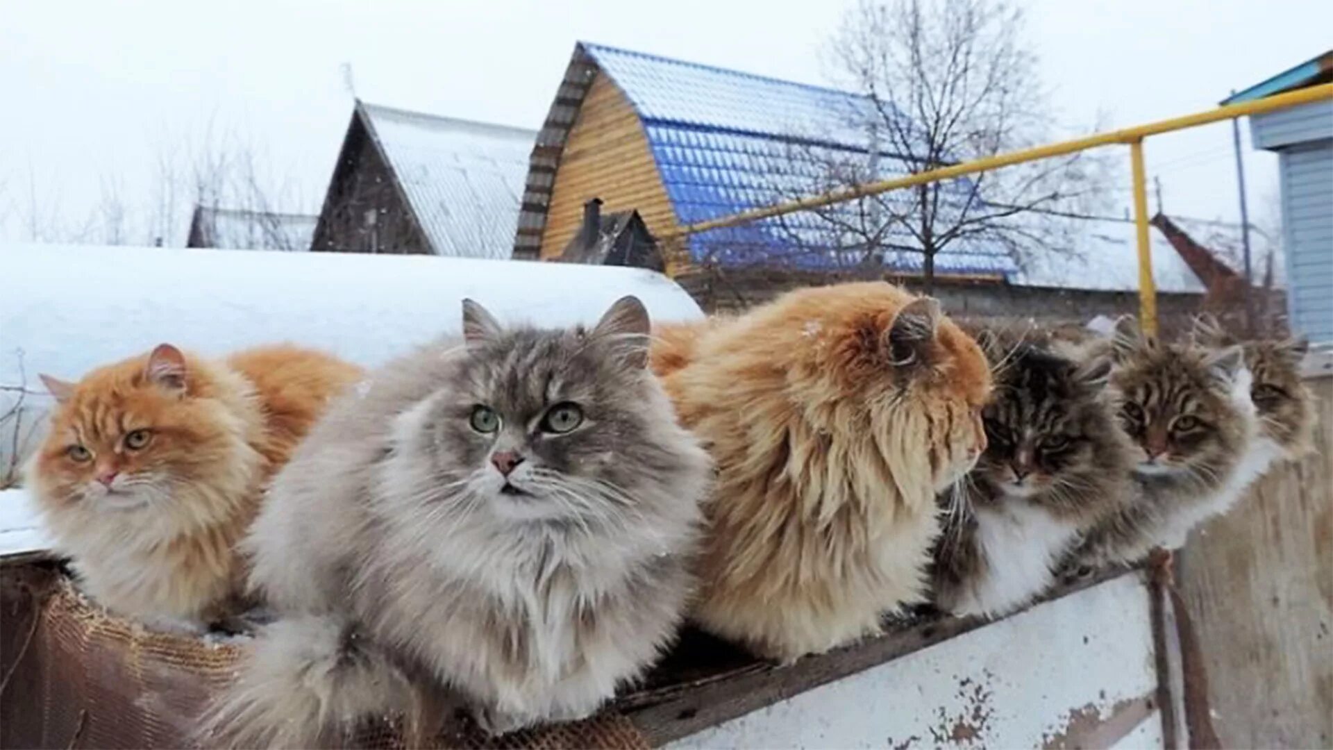 Сколько живут пушистые. Коты Аллы Лебедевой Кошляндия. Кошка Сибирская Кошляндия. Сибирские коты Аллы Лебедевой.