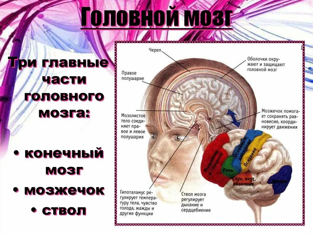 Головной мозг. Расположение головного мозга человека. Мозжечок человека. Мозжечок головного мозга.