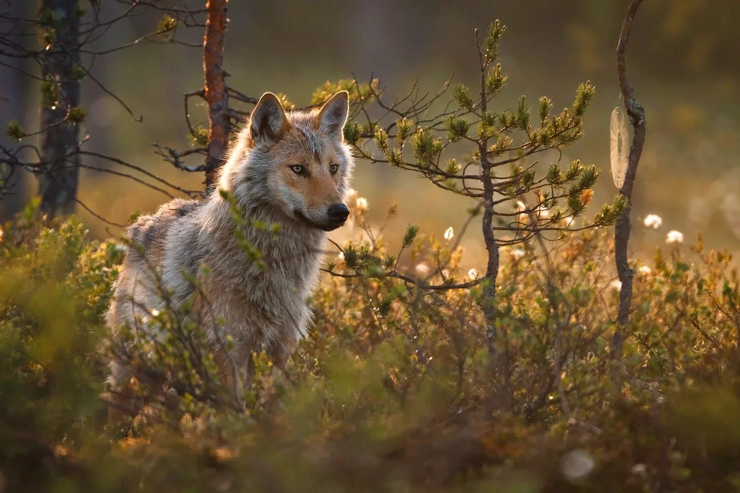 Скрыться где нибудь спешит. Скрыться где нибудь спешит. Зверь отважный поневоле. М ю лермонтов осень. Михаил юрьевич лермонтов стихотворение осень.