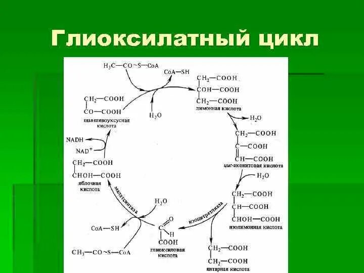 Биосинтез дыхания. Цикл глиоксиловой кислоты (глиоксилатный цикл). Цикл Кребса схема биохимия. Глиоксилатный шунт и цикл Кребса. Глиоксилатный цикл растений.