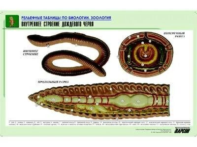 Кольчатые черви характеристика таблица