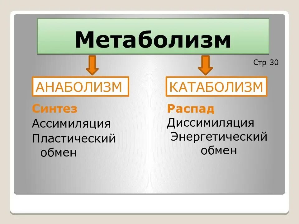 Катаболизм метаболизм анаболизм метаболизм. Анаболические процессы. Процессы катаболизма и анаболизма. 1. Метаболизм. Катаболизм, анаболизм. Диссимиляция в биологии