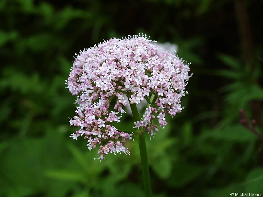 валериана двудомная лекарственная. действующие начала валерианы. валериана соцветие. валериана лекарственная (valeriana officinalis). валериана растение фото.