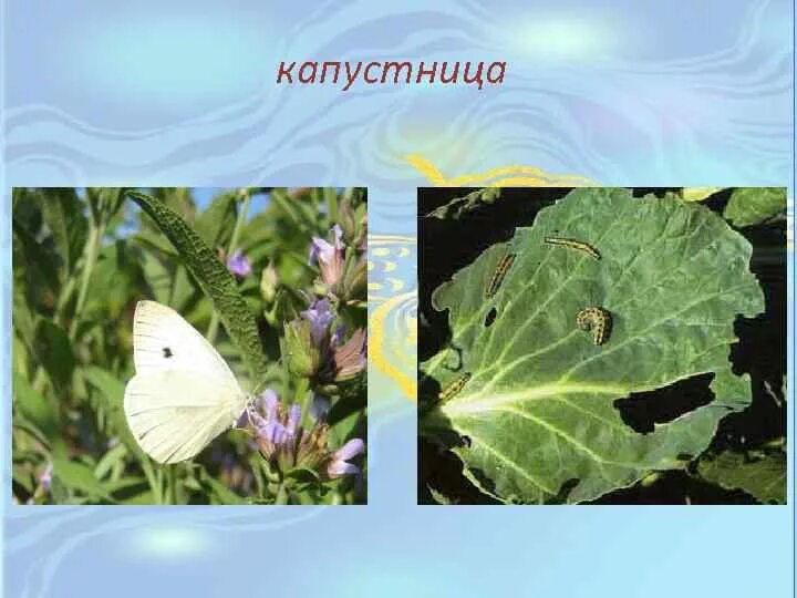 Развитие бабочки капустницы. Жизненный цикл бабочки капустницы. Кокон капустницы. Куколка бабочки капустницы. Кокон бабочки капустницы.